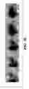 Fig. 41 - Compositions and methods for epithelial stem cell expansion and culture