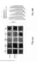Fig. 07 - METHODS AND COMPOSITION FOR THE PRODUCTION OF SEQUENCE SPECIFIC ANTIMICROBIALS