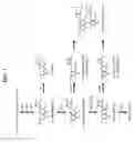 Fig. 02 - MANIPULATION OF PROANTHOCYANIDIN (PA) COMPOSITION BY AFFECTING ANTHOCYANIDIN SYNTHASE (ANS) AND LEUCOANTHOCYANIDIN DIOXYGENASE (LDOX)