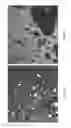 Fig. 06 - Processes for separating whole stillage to produce a fiber rich product that includes C5 and C6 polysaccharides