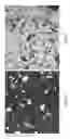 Fig. 07 - Processes for separating whole stillage to produce a fiber rich product that includes C5 and C6 polysaccharides
