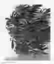 Fig. 02 - Schefflera plant named 'MONHINSCHF'