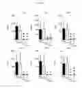 Fig. 11 - TOPICAL NANOEMULSION THERAPY FOR WOUNDS