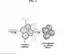 Fig. 03 - Use of decellularized extracellular matrix for encapsulating cells