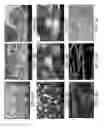 Fig. 06 - Use of decellularized extracellular matrix for encapsulating cells