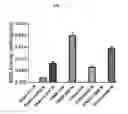 Fig. 08 - POLYNUCLEOTIDES ENCODING METHYLMALONYL-CoA MUTASE