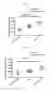 Fig. 43 - BETA-GLUCAN IMMUNOTHERAPIES AFFECTING THE IMMUNE MICROENVIRONMENT