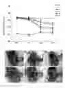 Fig. 02 - Composition for preventing or treating ischemic enteritis containing DNA fragment mixture isolated from sperm or testis of fish