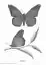 Fig. 03 - Method and system for protecting honey bees, bats and butterflies from neonicotinoid pesticides
