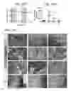 Fig. 44 - MICROBIOME RESPONSE TO AGENTS