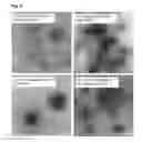 Fig. 09 - Virus like particle with efficient epitope display