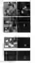 Fig. 01 - NOVEL BIOMOLECULE CONJUGATES AND USES THEREFOR