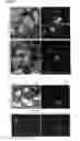 Fig. 02 - NOVEL BIOMOLECULE CONJUGATES AND USES THEREFOR