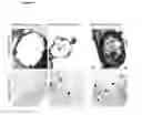 Fig. 04 - NOVEL BIOMOLECULE CONJUGATES AND USES THEREFOR