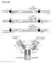 Fig. 49 - Bi-specific antibodies and uses thereof