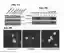 Fig. 08 - Inhibitors of beta integrin-G protein alpha subunit binding interactions