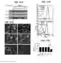 Fig. 22 - Inhibitors of beta integrin-G protein alpha subunit binding interactions