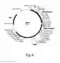 Fig. 07 - Polypeptides having cellulolytic enhancing activity and nucleic acids encoding same