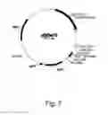 Fig. 08 - Polypeptides having cellulolytic enhancing activity and nucleic acids encoding same