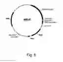 Fig. 09 - Polypeptides having cellulolytic enhancing activity and nucleic acids encoding same