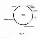 Fig. 10 - Polypeptides having cellulolytic enhancing activity and nucleic acids encoding same
