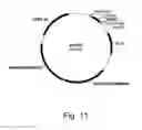 Fig. 12 - Polypeptides having cellulolytic enhancing activity and nucleic acids encoding same