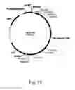Fig. 13 - Polypeptides having cellulolytic enhancing activity and nucleic acids encoding same