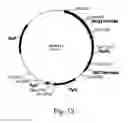 Fig. 14 - Polypeptides having cellulolytic enhancing activity and nucleic acids encoding same