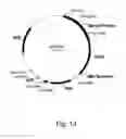 Fig. 15 - Polypeptides having cellulolytic enhancing activity and nucleic acids encoding same