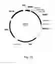 Fig. 16 - Polypeptides having cellulolytic enhancing activity and nucleic acids encoding same