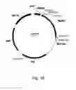 Fig. 17 - Polypeptides having cellulolytic enhancing activity and nucleic acids encoding same