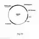Fig. 20 - Polypeptides having cellulolytic enhancing activity and nucleic acids encoding same