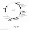 Fig. 22 - Polypeptides having cellulolytic enhancing activity and nucleic acids encoding same