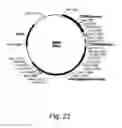 Fig. 24 - Polypeptides having cellulolytic enhancing activity and nucleic acids encoding same