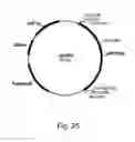 Fig. 26 - Polypeptides having cellulolytic enhancing activity and nucleic acids encoding same