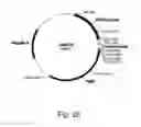 Fig. 27 - Polypeptides having cellulolytic enhancing activity and nucleic acids encoding same