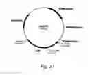 Fig. 28 - Polypeptides having cellulolytic enhancing activity and nucleic acids encoding same