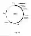 Fig. 29 - Polypeptides having cellulolytic enhancing activity and nucleic acids encoding same