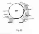 Fig. 30 - Polypeptides having cellulolytic enhancing activity and nucleic acids encoding same