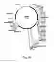 Fig. 31 - Polypeptides having cellulolytic enhancing activity and nucleic acids encoding same