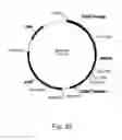 Fig. 35 - Polypeptides having cellulolytic enhancing activity and nucleic acids encoding same