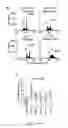 Fig. 07 - Budding yeast with human chromatin