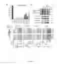 Fig. 09 - Budding yeast with human chromatin