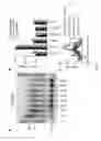 Fig. 28 - Budding yeast with human chromatin
