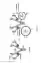 Fig. 02 - Method of treating neoplasia with a multimeric IL-15 soluble fusion molecule