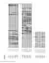 Fig. 08 - Humanized, mouse or chimeric anti-CD47 monoclonal antibodies