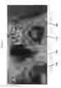 Fig. 13 - Compositions for fabricating durable, low-ice-adhesion coatings