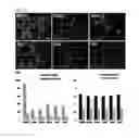 Fig. 06 - Phage-based matrix for inducing stem cell differentiation and method for preparing the same