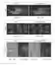 Fig. 17 - Chimeric alkaline phosphatase-like proteins