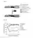 Fig. 03 - CONSTRUCT FOR EPIGENETIC MODIFICATION AND ITS USE IN THE SILENCING OF GENES